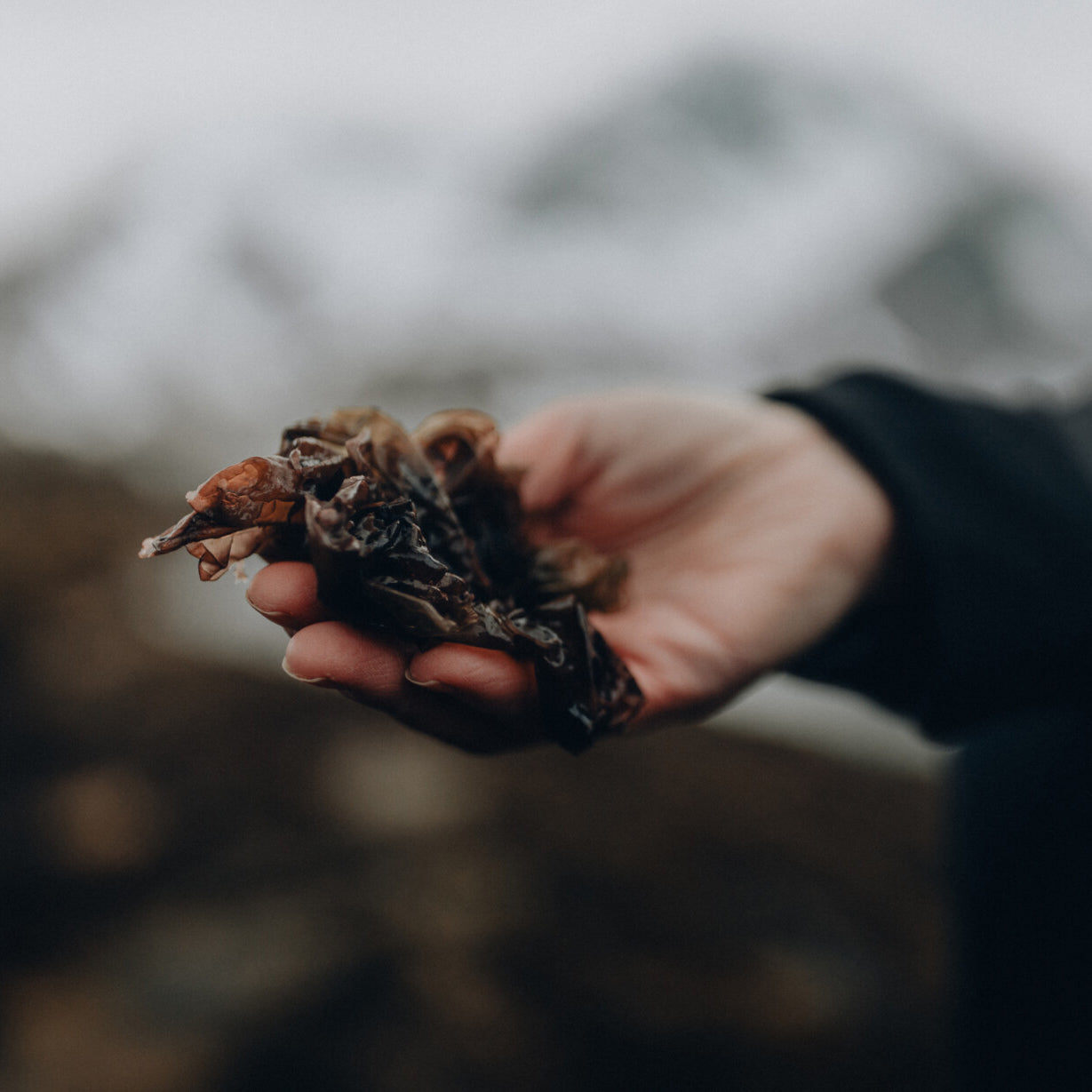 Lofoten Seaweed: mořská řasa, kterou začnete brát jako samozřejmost