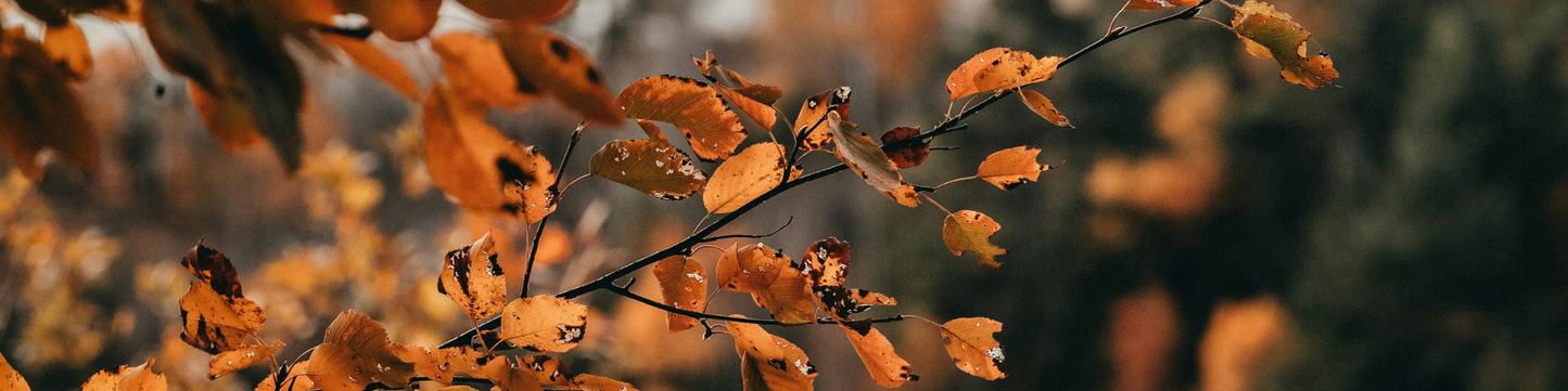 🍂 Podzim