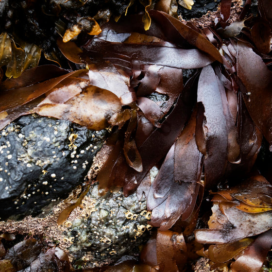 Sušená mořská řasa dulse (Palmaria palmata) bio