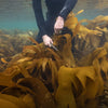Sušená mořská řasa oarweed kombu (Laminara digitata) bio